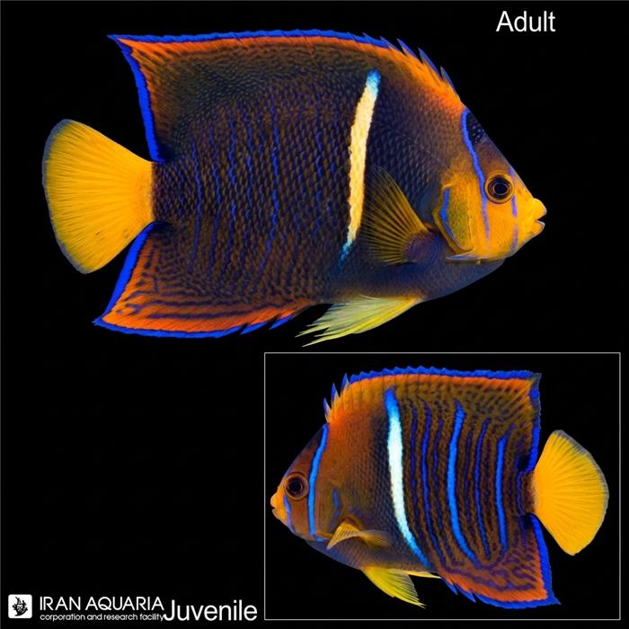 فرشته ماهی پسر ( Passer Angelfish )