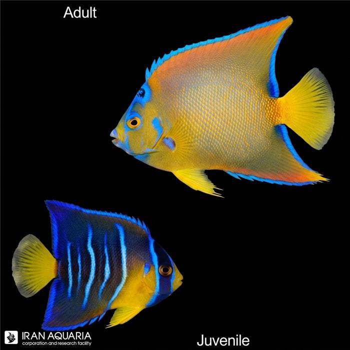 فرشته ماهی کویین (Queen Angelfish )