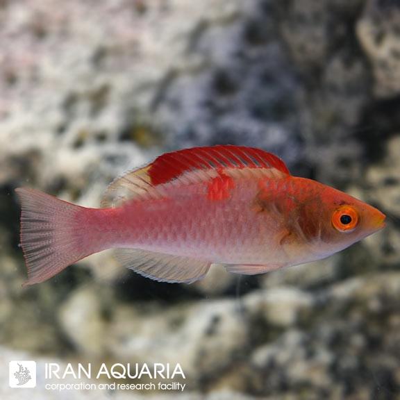 راس فرشته باله قرمز (Red Fin Fairy Wrasse )