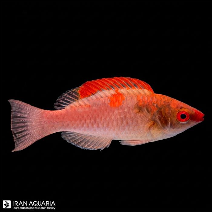راس فرشته باله قرمز (Red Fin Fairy Wrasse )