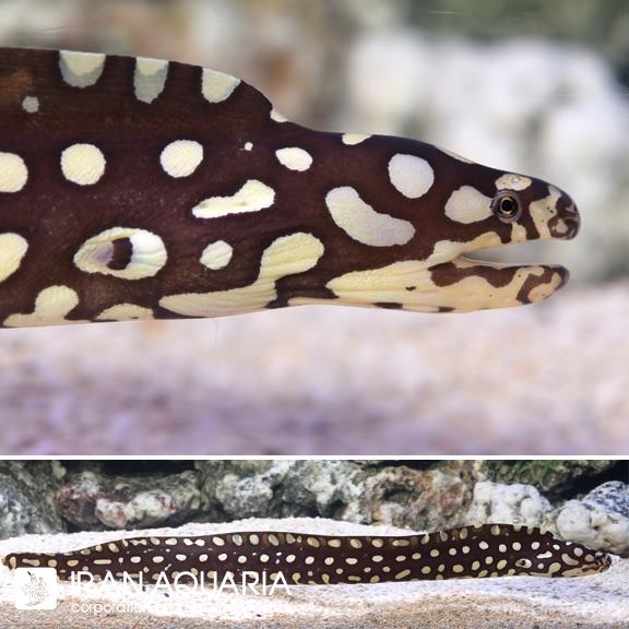 مار ماهی اسکلتور (Skeletor Moray eel )