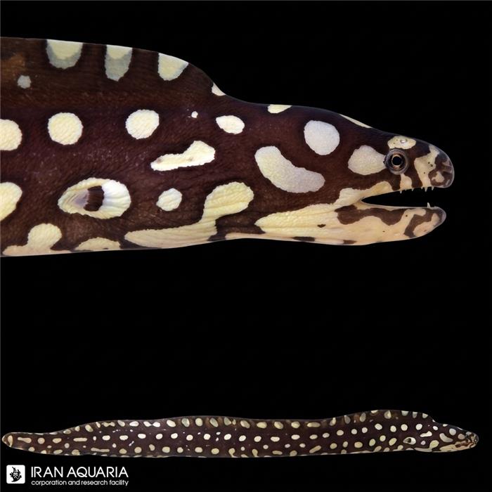 مار ماهی اسکلتور (Skeletor Moray eel )