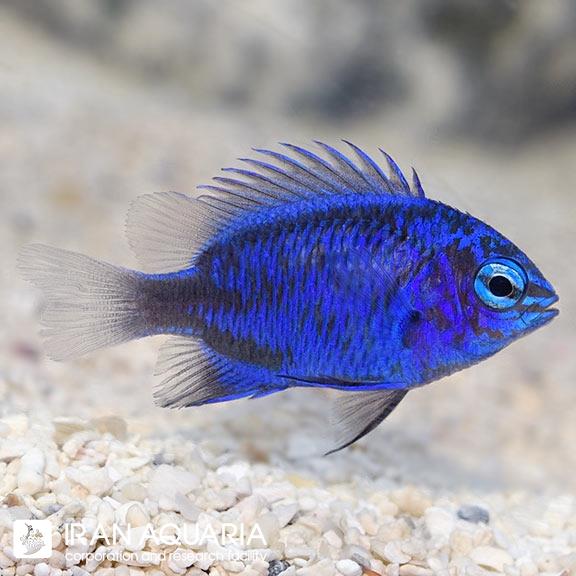 دامسل اسپرینگرز (Springer's Demoiselle)