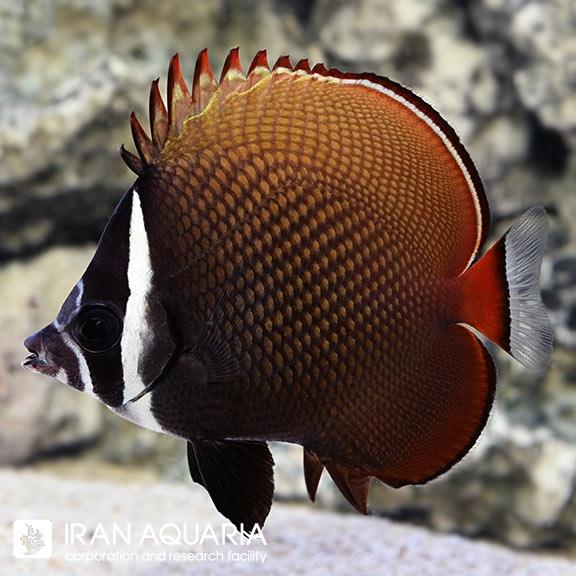 پروانه دم قرمز (Red tailed Butterflyfish)