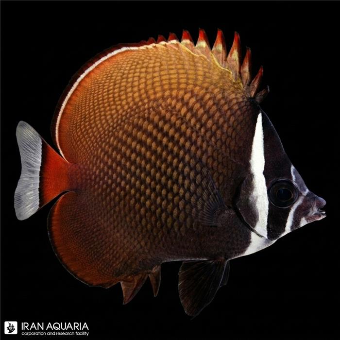 پروانه دم قرمز (Red tailed Butterflyfish)