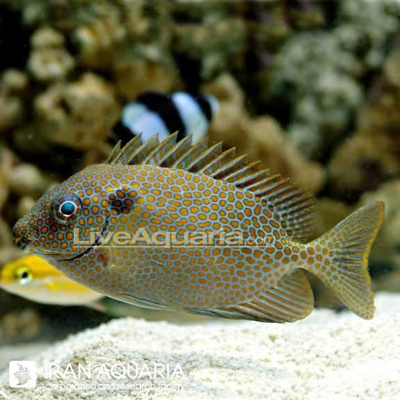 خرگوش ماهی خال طلایی ( Gold Spotted Rabbitfish )