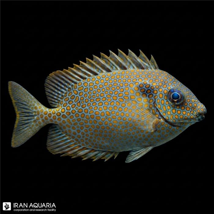 خرگوش ماهی خال طلایی ( Gold Spotted Rabbitfish )
