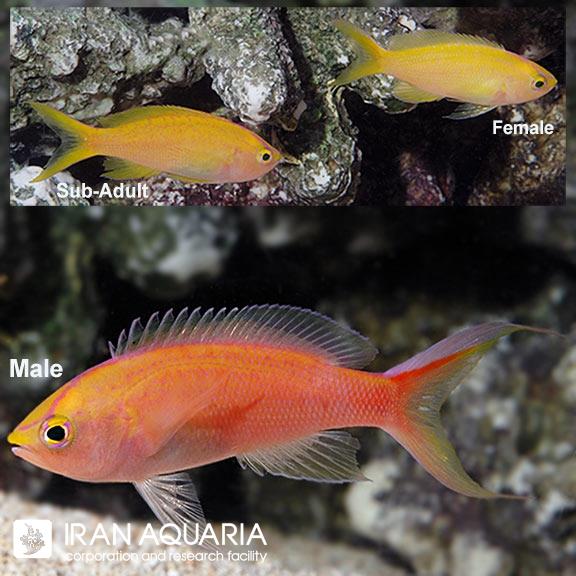 آنتیاس سانست (Sunset Anthias)