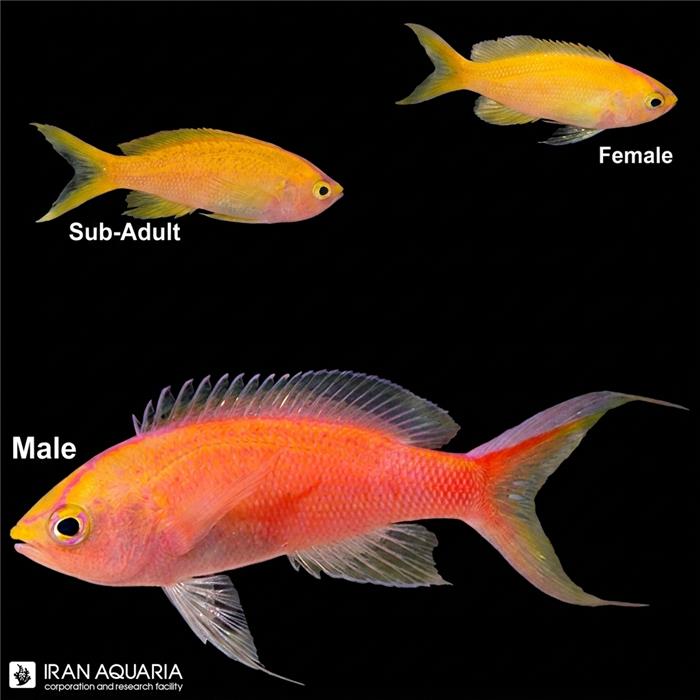 آنتیاس سانست (Sunset Anthias)