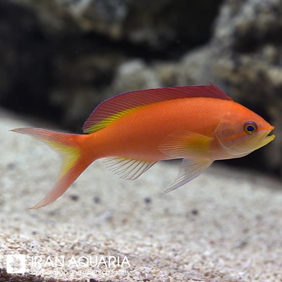 آنتیاس ایگنیتوس (Ignitus Anthias)
