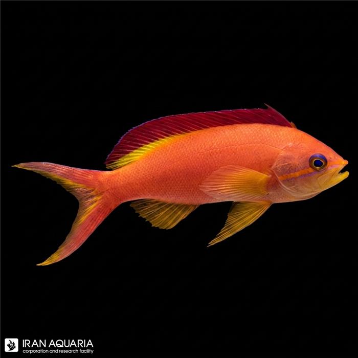 آنتیاس ایگنیتوس (Ignitus Anthias)