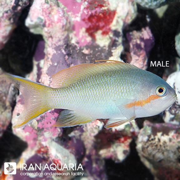 آنتیاس هاچتی (Huchtii Anthias)