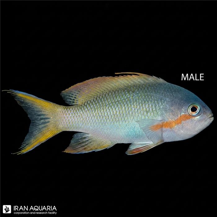 آنتیاس هاچی (Huchtii Anthias)