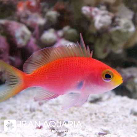 آنتیاس رندال (Randal's Anthias)