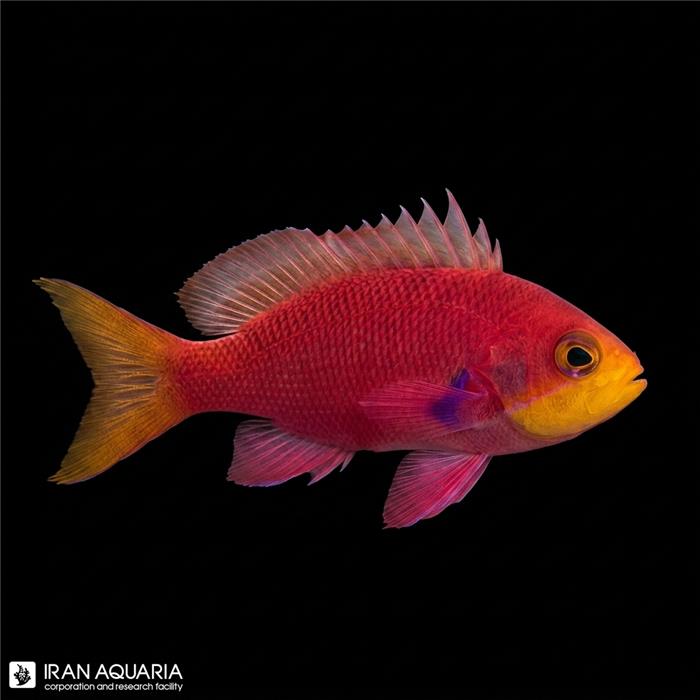 آنتیاس رندال (Randal's Anthias)