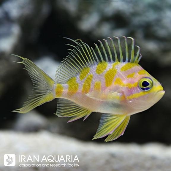آنتیاس بوربونیوس (Borbonius Anthias)