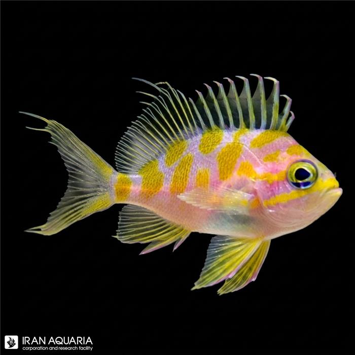 آنتیاس بوربونیوس (Borbonius Anthias)