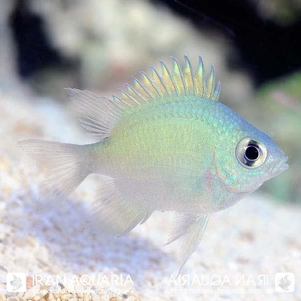 دامسل شکم سفید (Whihebelly Damselfish)