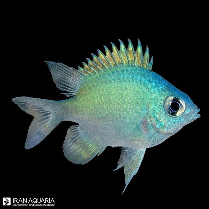 دامسل شکم سفید (Whihebelly Damselfish)