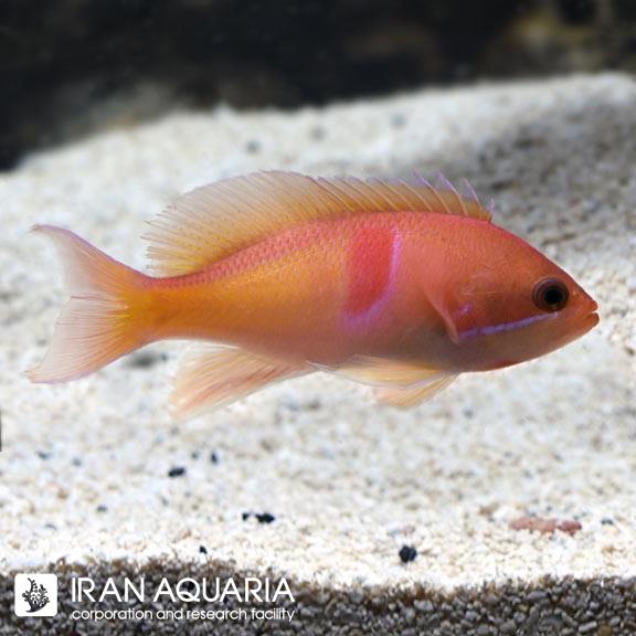 آنتیاس رد بلتد (Red Belted Aanthias)