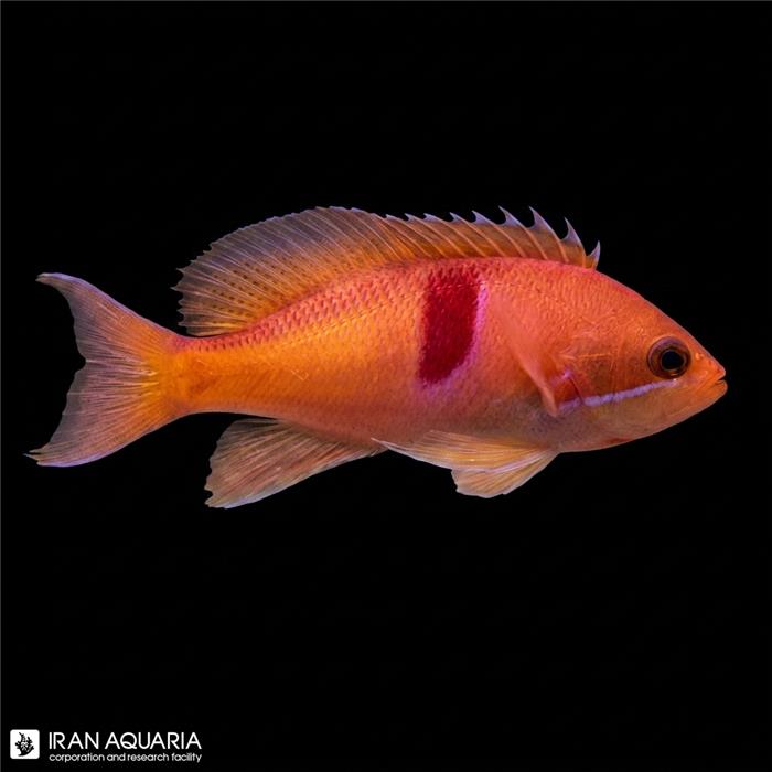 آنتیاس رد بلتد (Red Belted Aanthias)