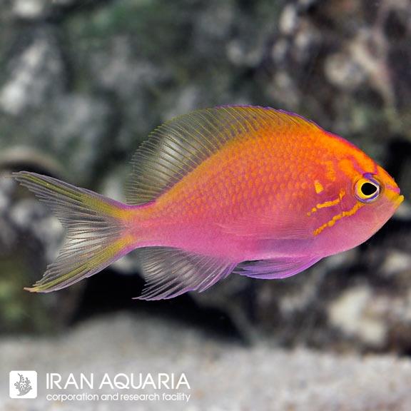 آنتیاس سان برست (Sunburst Anthias)