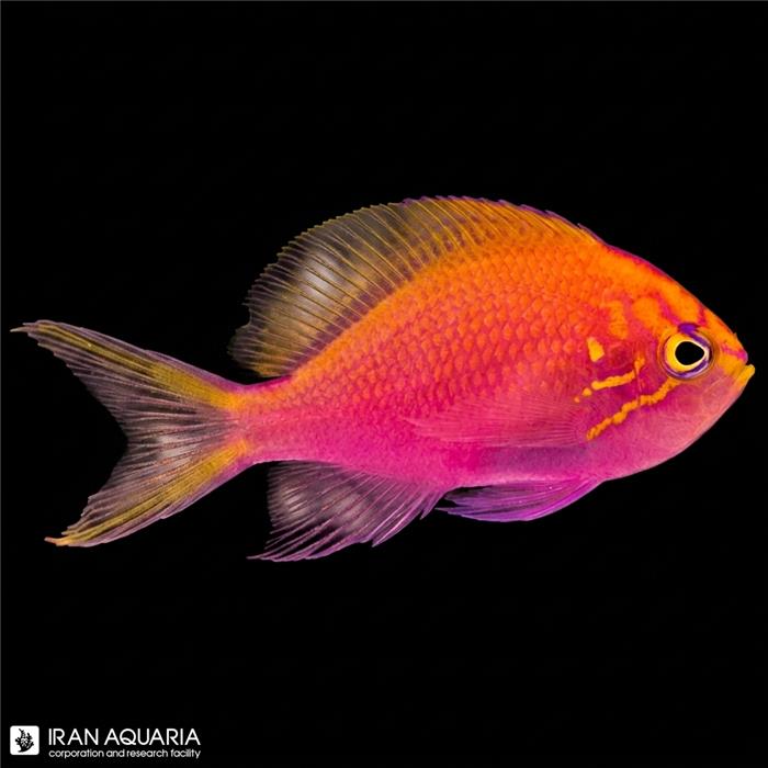 آنتیاس سان برست (Sunburst Anthias)