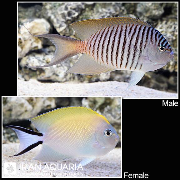 فرشته ماهی اسپات برست (Spotbreast Angelfish)