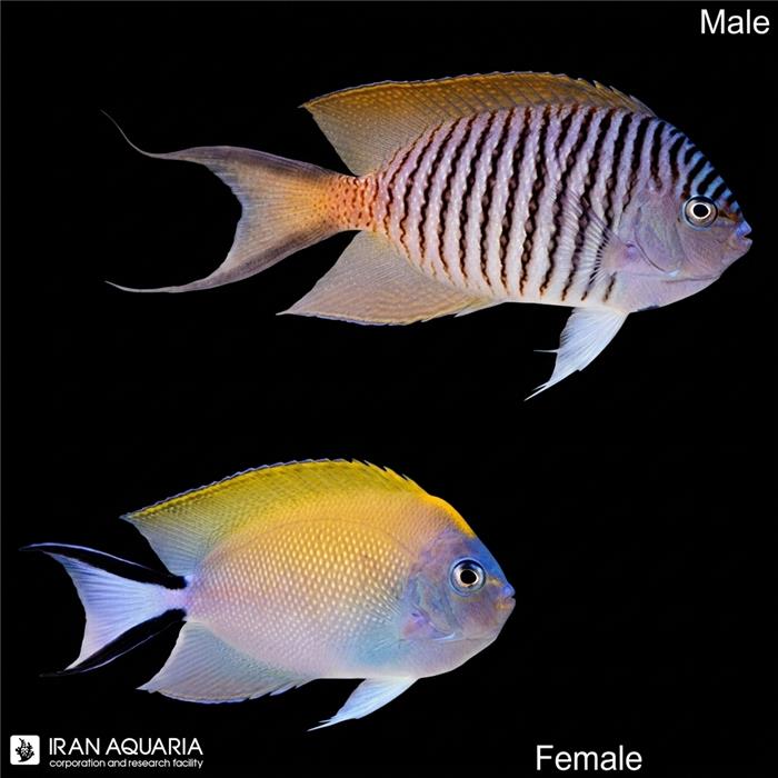 فرشته ماهی اسپات برست (Spotbreast Angelfish)