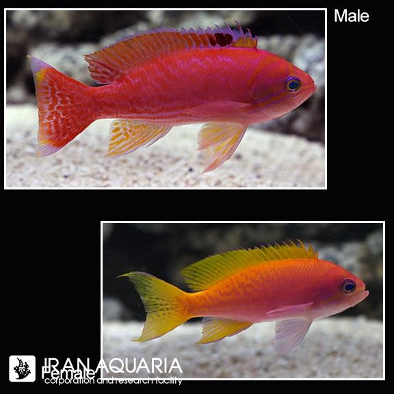 آنتیاس بیماکولاتوس (Bimaculatus Anthias)