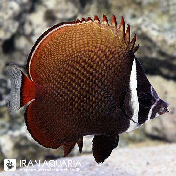 پروانه ماهی پاکستانی (Pakistan Butterflyfish)