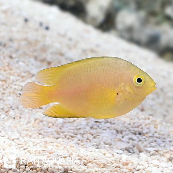 دامسل لمون (Lemon Damselfish )