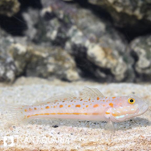 گابی اسلیپر(Diamond Watchman Goby)