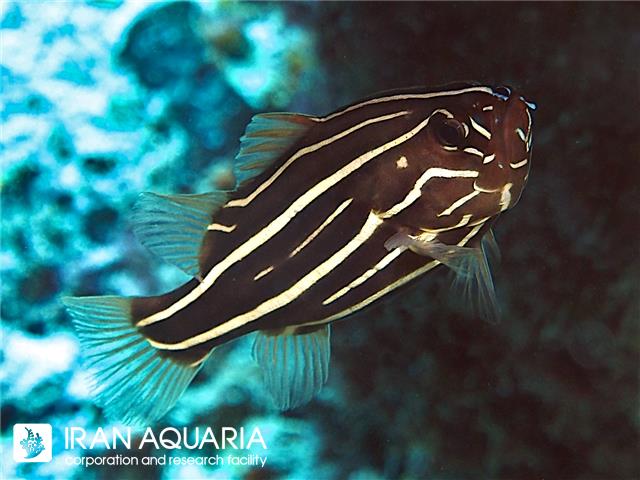 صابون ماهی شش خط (Six Lined Soapfish)