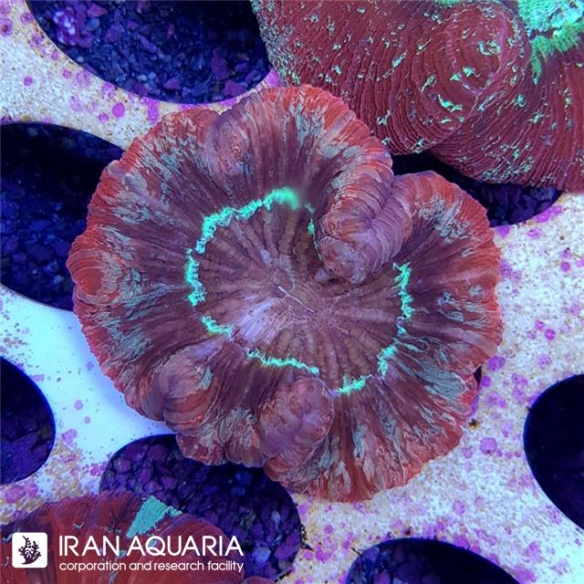 اپن برین ( Open Brain )