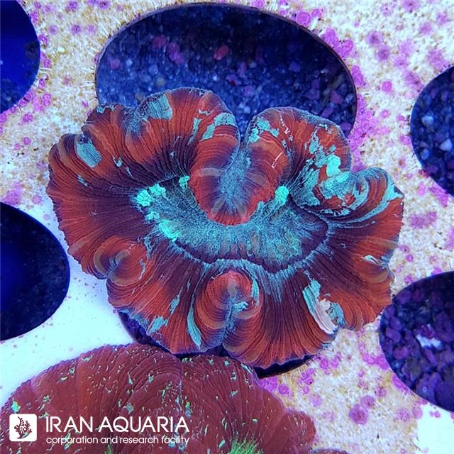 اپن برین ( Open Brain )