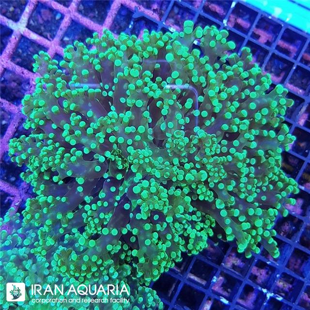 وال فراگ اسپان سبز ( Green Frogspawn )