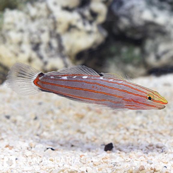  گابی رینفورد ( Court Jester Goby )