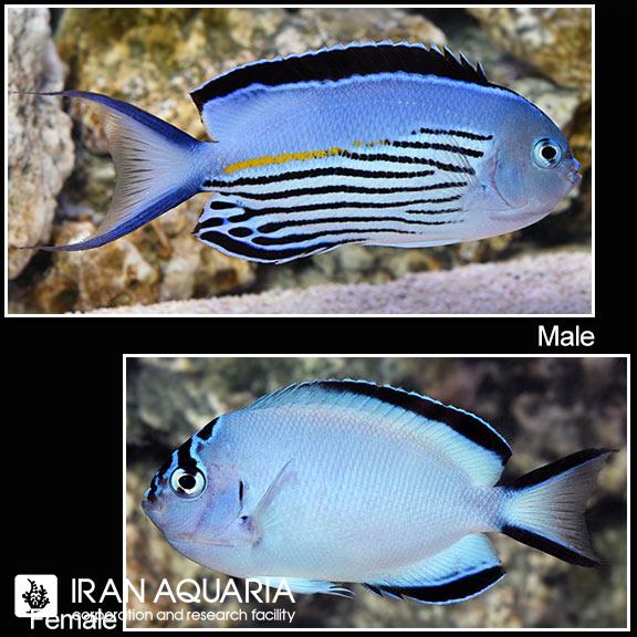 فرشته ماهی واتانابی (Watanabe's Angelfish)