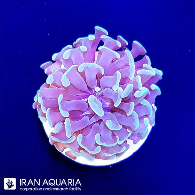 برنچینگ همر سبز  ( Branching Hammer )