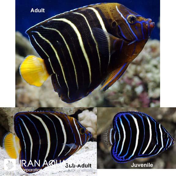 فرشته ماهی گلد تیل (Goldtail Angelfish)