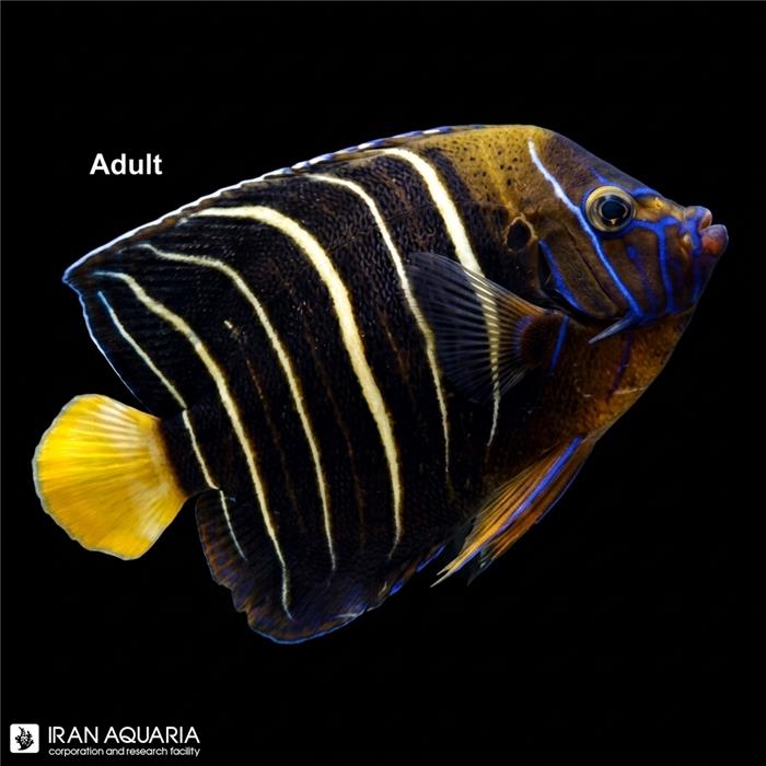 فرشته ماهی گلد تیل بالغ (Goldtail Angelfish)