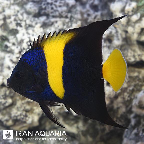 فرشته ماهی آسفور (Asfur Angelfish)