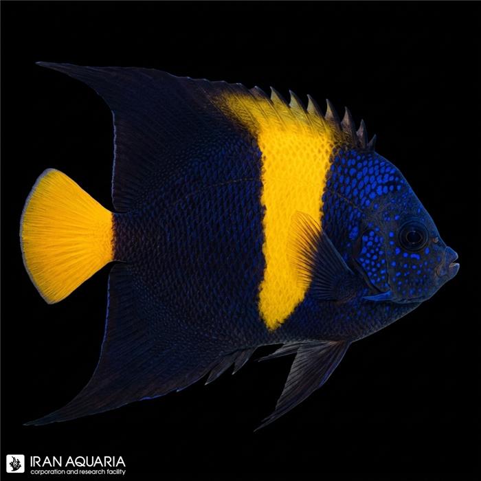 فرشته ماهی آسفور (Asfur Angelfish)