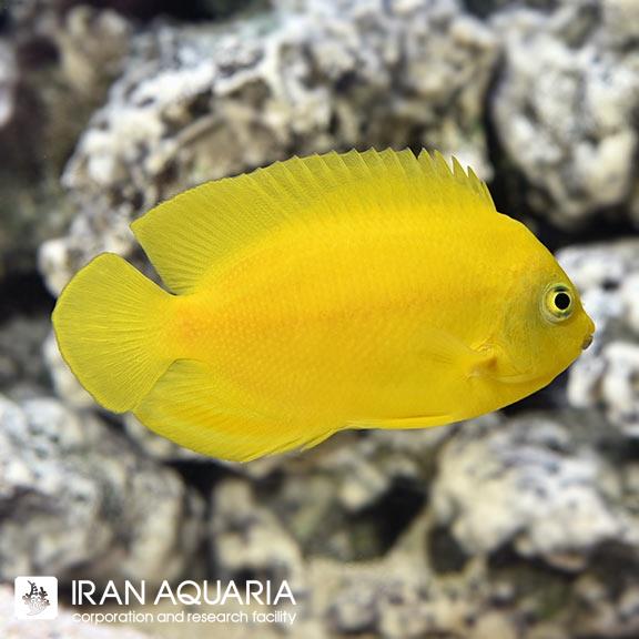 فرشته ماهی زرد (Yellow Angelfish)