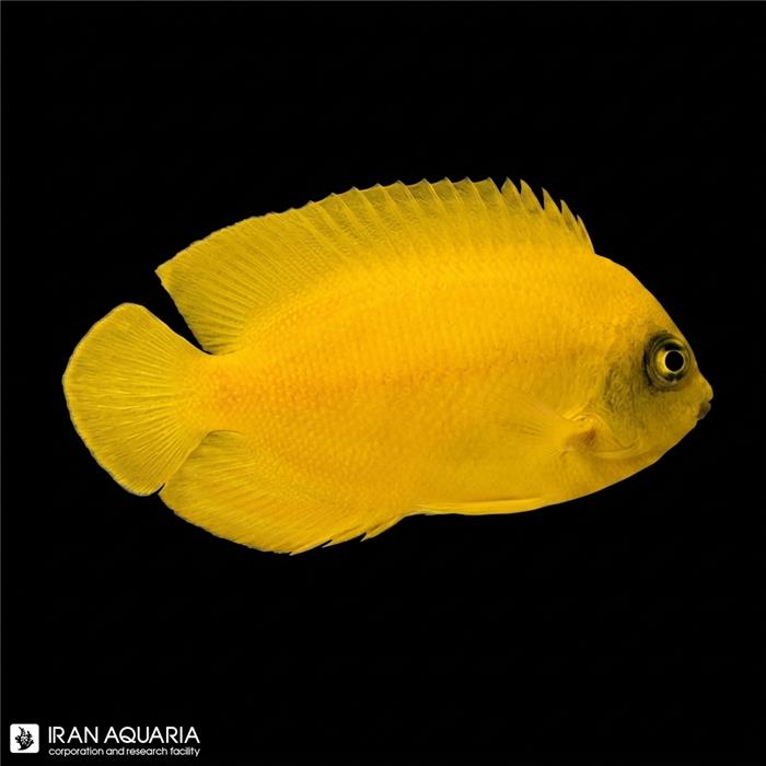 فرشته ماهی زرد (Yellow Angelfish)