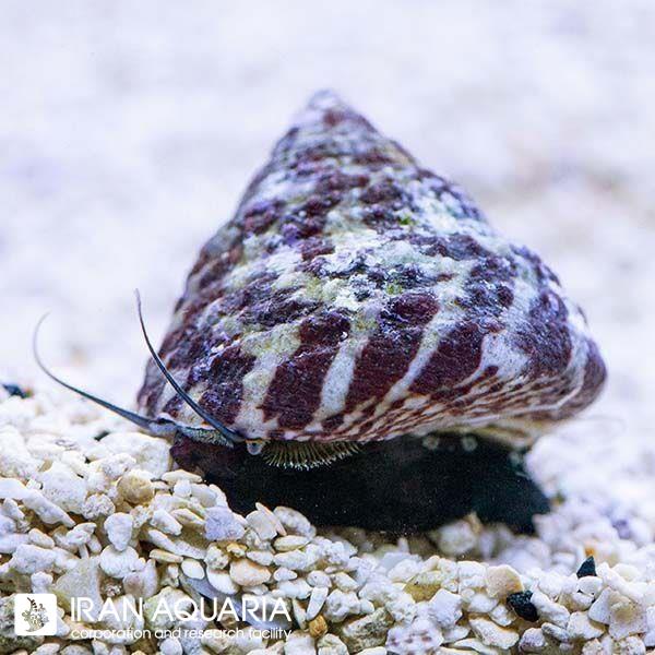 حلزون توربو پولک دار ( Banded Trochus Snail)