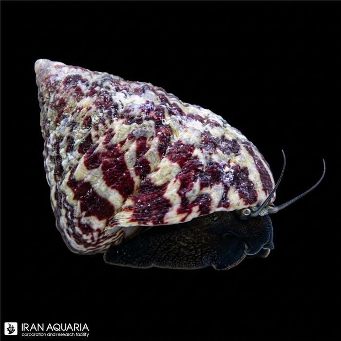 حلزون توربو پولک دار ( Banded Trochus Snail)