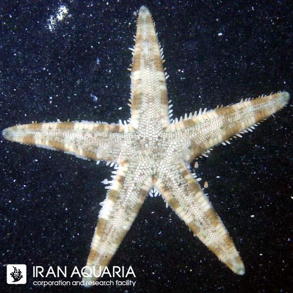 ستاره ماسه الک کن ( Sand Sifting Sea Star )