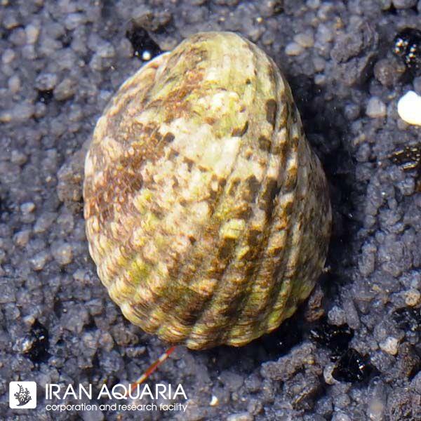 حلزون  نریته ( Nerite Snail)